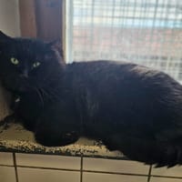 Oggy, chat à adopter