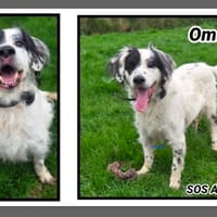 Omaha, chien à adopter