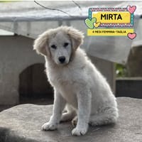 MIRTA, cane femmina da adottare
