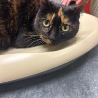 Ouvea Sauvagnon 12, chatte à adopter