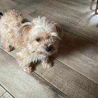 tempete, chienne à adopter