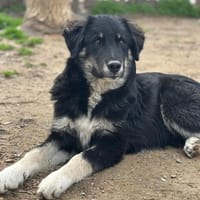 nero, chien à adopter