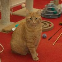 Saffier, poezen ter adoptie