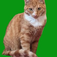 Saffie, katers ter adoptie