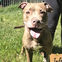 Tempête, chienne à adopter