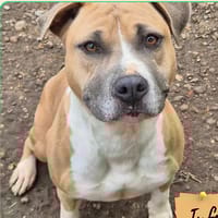 Savana, chienne à adopter