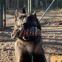 Locky Malou, chien à adopter