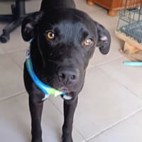 DARKOS, chien à adopter