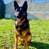 PEPSI, chienne à adopter