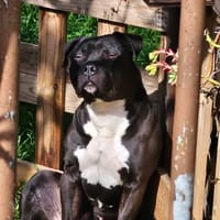 TYSON, chien à adopter