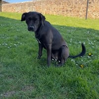 KIARA, chienne à adopter