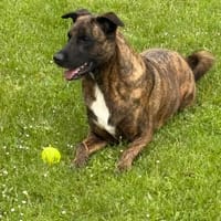 HEIKO, chien à adopter