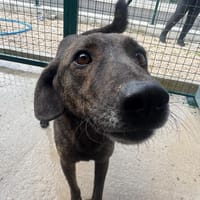 Teo - lieber Rüde sucht ein Zuhause, Hund zur Adoption