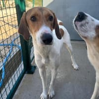 Aki sucht sein Zuhause, Hund zur Adoption