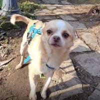 Cuki PP - rein ins Glück 🍀, Hund zur Adoption