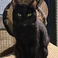 Negri - sucht ihr liebevolles Zuhause!, Katze zur Adoption