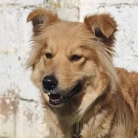 Valentina2 sucht ein Zuhause, Hündin zur Adoption