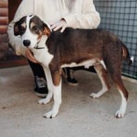 Rex wartet auf sein Für Immer Zuhause, Hund zur Adoption