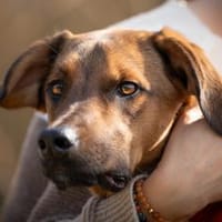 charmanter LASKOin 22559 Hamburg, Hund zur Adoption