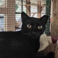 Oreo - Einzelkatze sucht ihr Zuhause!, Katze zur Adoption