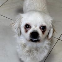 SUKI - Zuhause gesucht, Hündin zur Adoption