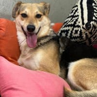 Die sanfte Nami sucht ihre Menschen, Hündin zur Adoption