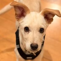 Ivy sucht Für-immer-Zuhause, Hündin zur Adoption