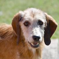 Bubu möchte zu Ihrer Familie gehören, Hund zur Adoption