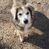 Sanfte Senior-Hündin sucht Lebensplatz!, Hündin zur Adoption