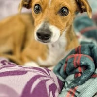 Sanfte Danica auf Körbchensuche, Hündin zur Adoption