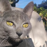 Ataxie-Kätzchen Tapeni in FFM (ALO), Katze zur Adoption