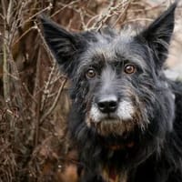 Mariechen sucht ein Zuhause, Hündin zur Adoption