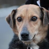 Katti - verschmust u. zutraulich, Hündin zur Adoption