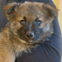 Olivia wünscht sich eine Familie, Hündin zur Adoption