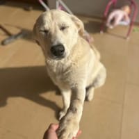 Lord - unser Charmeur mit großem Herz, Hund zur Adoption