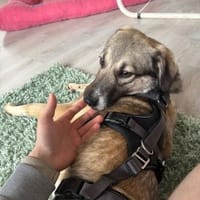 junge, aktive Dua sucht ihre Familie, Hündin zur Adoption