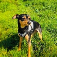 Aya sucht ein Zuhause, Hündin zur Adoption