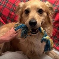 Kleiner Bursche  Charly sucht Zuhause, Hund zur Adoption