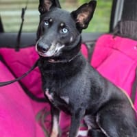 BAGIRA - besonderes Seelchen, Hündin zur Adoption