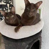 Ori und Feivel - Stapelkater, Kater zur Adoption