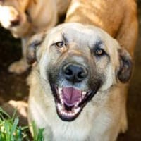 Freundlicher und lebensfroher Abruzzo, Hund zur Adoption