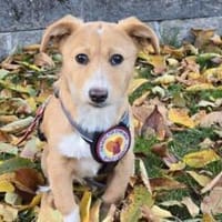 Wer schenkt Rübchen ein Zuhause?, Hündin zur Adoption