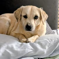 Luna  kleine, sensible Hündin 3,5 J., Hündin zur Adoption