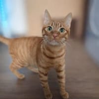 Samtpfote Sime will Herz erobern, Kater zur Adoption