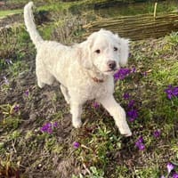 CURLY wünscht sich ein Traumkörbchen, Hündin zur Adoption