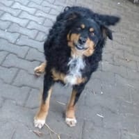 Sportskanone Uli, fröhlich + verträglich, Hund zur Adoption