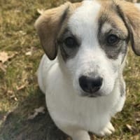 Linah, fröhliche junge Dame sucht, Hündin zur Adoption