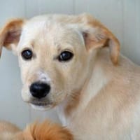 Icks wünscht sich ein Zuhause, Hund zur Adoption