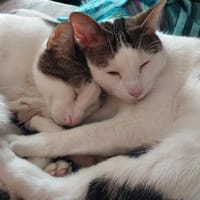 Caspar und Milo /Virneburg(ALO), Kater zur Adoption