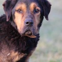 Mac - besonders lieb u. angenehm, Hund zur Adoption